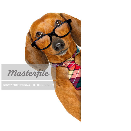 office worker businessman dachshund sausage  dog  as  boss and chef  with  tie , isolated on white background