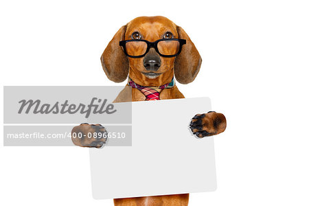 office worker businessman dachshund sausage  dog  as  boss and chef , with empty blanc banner placard or poster  , isolated on white background