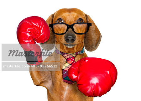 dachshund or sausage  dog boxing  with big red gloves businessman , manager, or secretary isolated on white background.