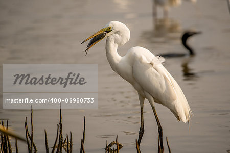 A Great Egret with its catch