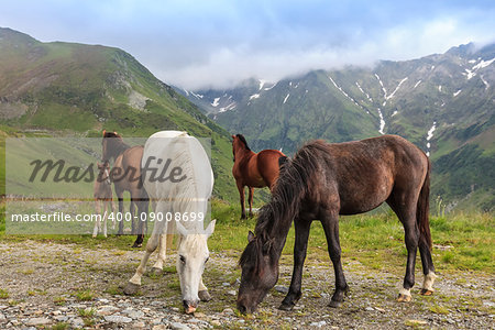 horses grazing in the mountain valley. Fagaras Mountain, Romania