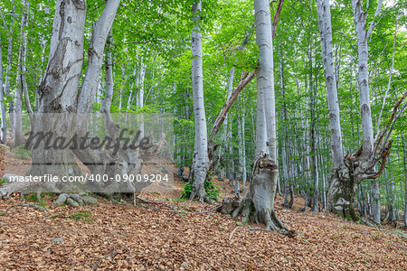 beech forest in the Valcan Mountains, Romania