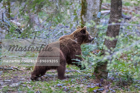 wild bear in Fagaras Mountains, Romania