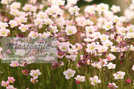 bright flowers Flowering moss  close to background