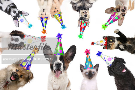 Multiple Pet Animals Isolated Wearing Birthday Hats for a Party