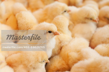 Baby chicken hatched from an eggs in incubator on a chicken farm.