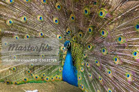 Peacock, or an Indian peacock, or ordinary peacock (Pavo cristatus) opened its colorful tail with colored feathers. Close-up