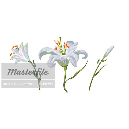 illustration with lily flowers isolated on white background