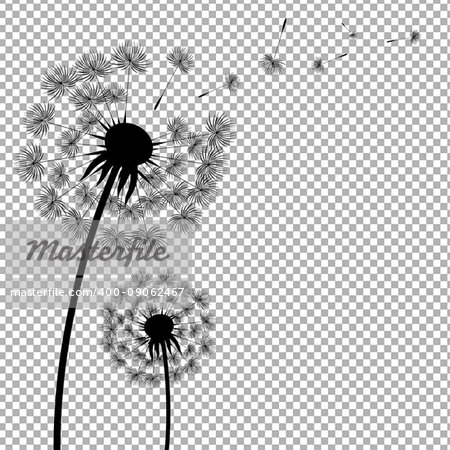 Dandelion With Transparent Background With Gradient Mesh, Vector Illustration