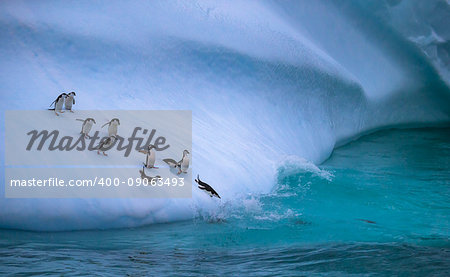 The group of penguins is rolling down the icy slope into the water. Standing penguins approach the water. Penguins lying on their stomachs slide over the snow cover into the water.