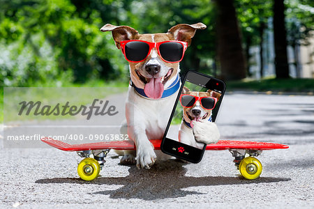 jack russell terrier dog  riding very fast with speed a skateboard as skater , with sunglasses in summer vacation, taking a selfie with smartphone or cell phone