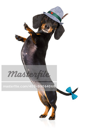 bavarian dachshund or sausage  dog  isolated on white background , toasting for the beer celebration festival in munich