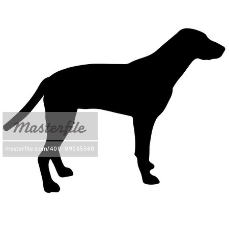 Black and white silhouette of a dog. Pointer or Pinscher. On the hunt