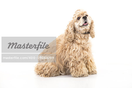 American fluffy cocker spaniel on an isolated studio background