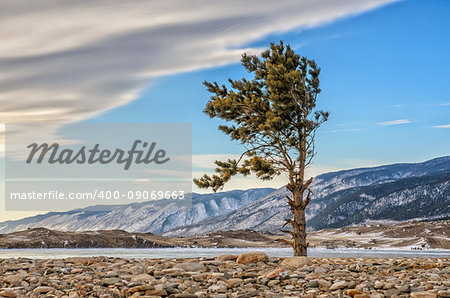 One green pine tree and pebbles with clouds near lake Baykal and mountain. Russia