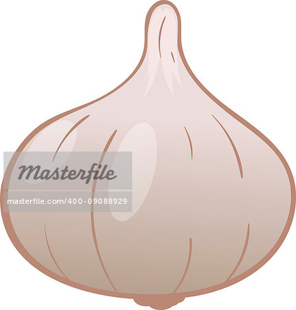 Illustration of garlic on a white background, vector image