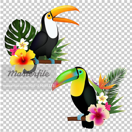 Toucan Collection, Vector Illustration, With Gradient Mesh