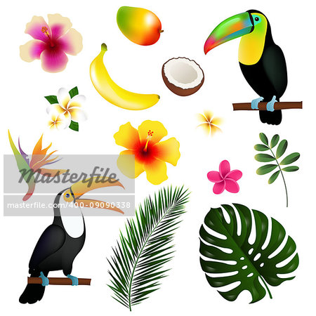 Tropical Leaves Toucan And Fruit, With Gradient Mesh, Vector Illustration