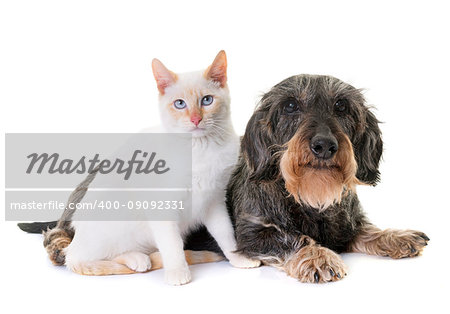 old dachshund  and kitten in front of white background