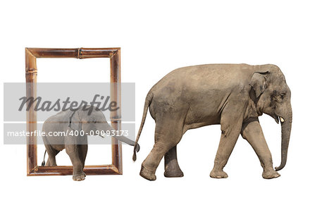 Family of elephant - mom and baby (Elephas maximus) in bamboo frame with 3d effect. Small elephant is held by the trunk by the tail of his mother. Isolated on white background