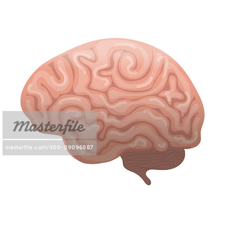 Human brain icon, flat style. Internal organs symbol the side view, isolated on white background. Vector illustration