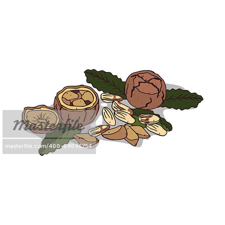 Isolated clipart of plant Brazil nut on white background. Botanical drawing of herb Bertholletia excelsa with nuts and leaves