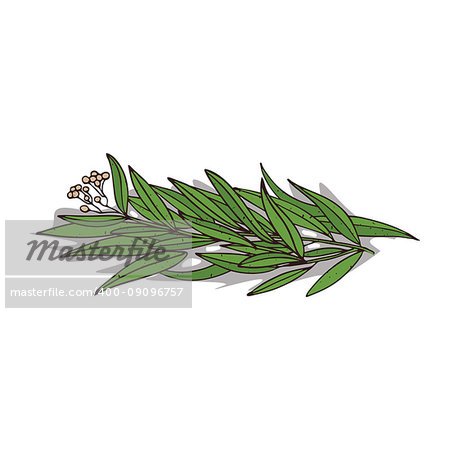 Isolated clipart of plant Eucalyptus on white background. Botanical drawing of herb Eucalyptus with leaves and flowers