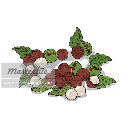 Isolated clipart of plant Macadamia on white background. Botanical drawing of herb Macadamia nuts with nuts and leaves