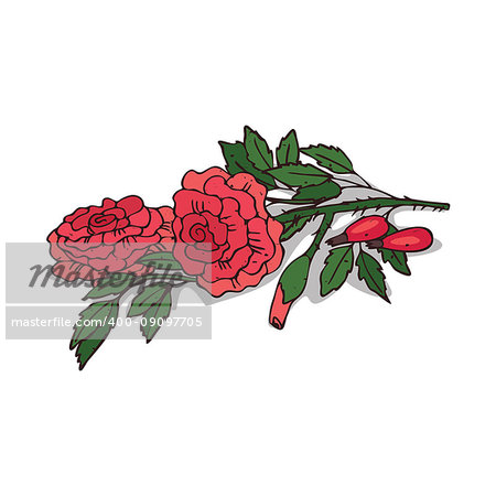 Isolated clipart of plant Rose on white background. Botanical drawing of herb Rosaceae with flowers and leaves