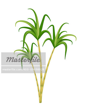 Sugarcane icon realistic 3d style. Isolated on white background. Vector illustration