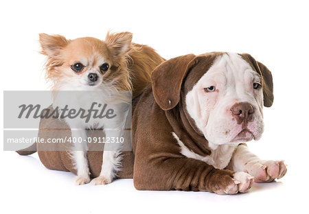 puppy american bully and chihuahua in front of white background