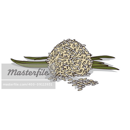 Isolated clipart of plant Rice on white background. Botanical drawing of herb Rice bran and stalks with grains and leaves