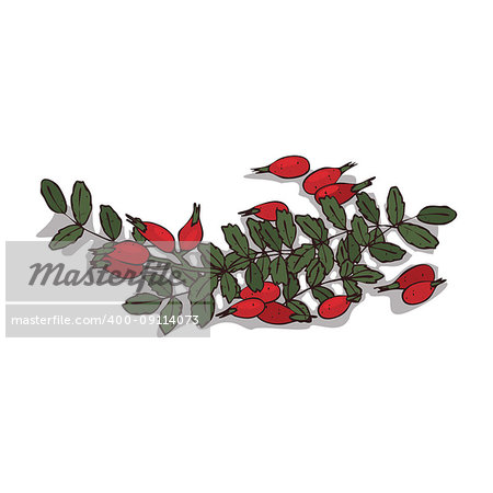 Isolated clipart of plant Rose hips on white background. Botanical drawing of herb Rosa with fruits and leaves