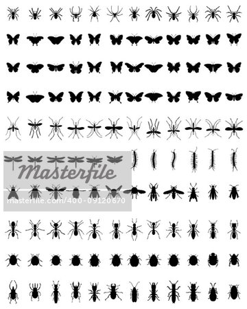 Black silhouettes of different insects on a white background