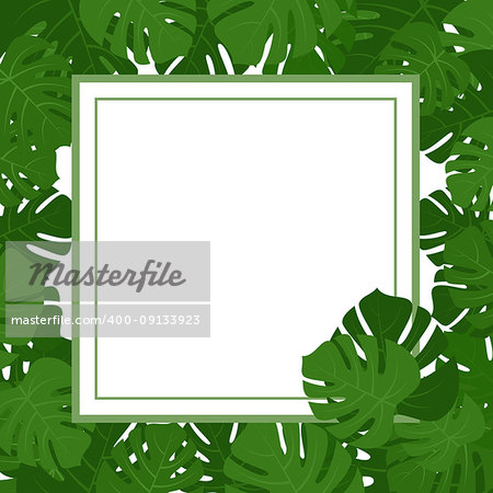 Tropical monstera green eaves frame isolated on white background. Vector illustration
