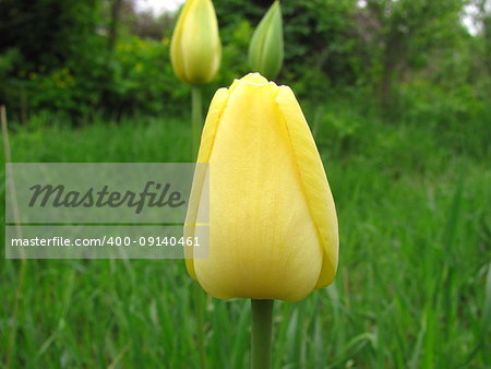 one yellow tulip on a green background. close up