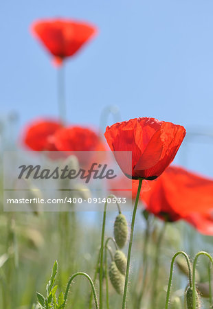 Red poppy blooming on summer field