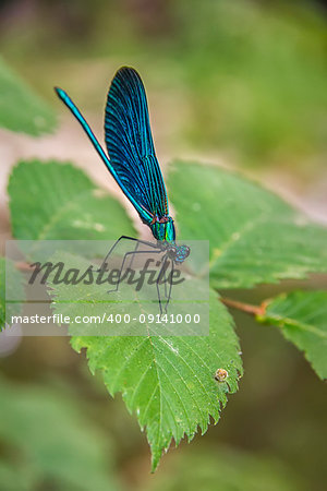 the blue dragonfly sits on a grass on a meadow.The dragonfly is resting