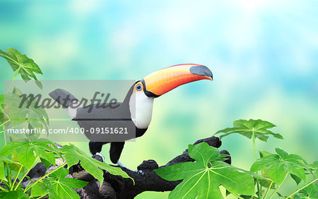 Horizontal banner with beautiful colorful toucan bird (Ramphastidae) on a branch On sunny background of green and blue color. Mock up template. Copy space for text