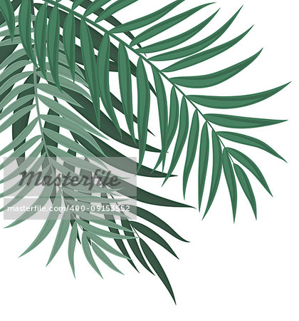 Abstract Summer Sale Background with Palm Leaves. Vector Illustration EPS10