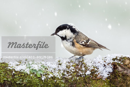 Coal tit (Periparus ater) bird in winter perched on a snow covered log with a white background