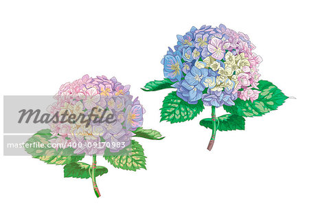 Beautiful gentle hydrangea flowers isolated on white background. A large inflorescence on a stem with green leaves. Botanical vector Illustration