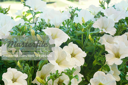 White petunia flowers in the sun