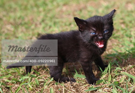 Little black kitten walking in grass and meowing