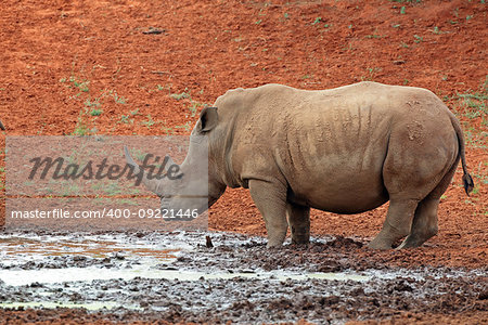 A white rhinoceros (Ceratotherium simum) at a waterhole, South Africa