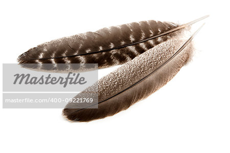 Feathers of turkey wings on white background close-up, isolated