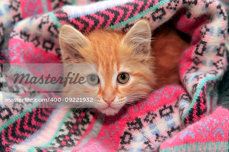 Little red kitten lies in knit sweater
