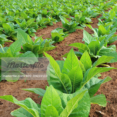 Tobacco plantation in a field