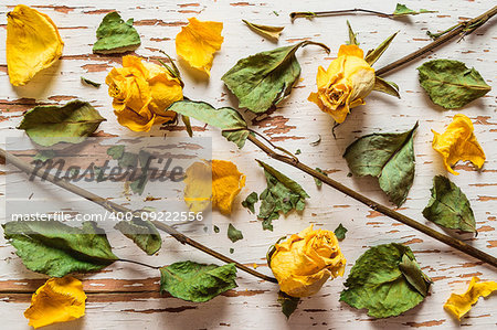 Scattered on the textured surface of the table yellow dry old roses with petals and leaves.
