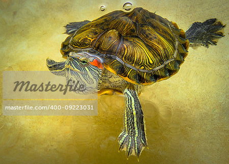 Freshwater red-eared turtle.Floats on water surface.